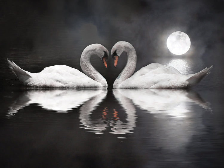 Loving Swans Valentine