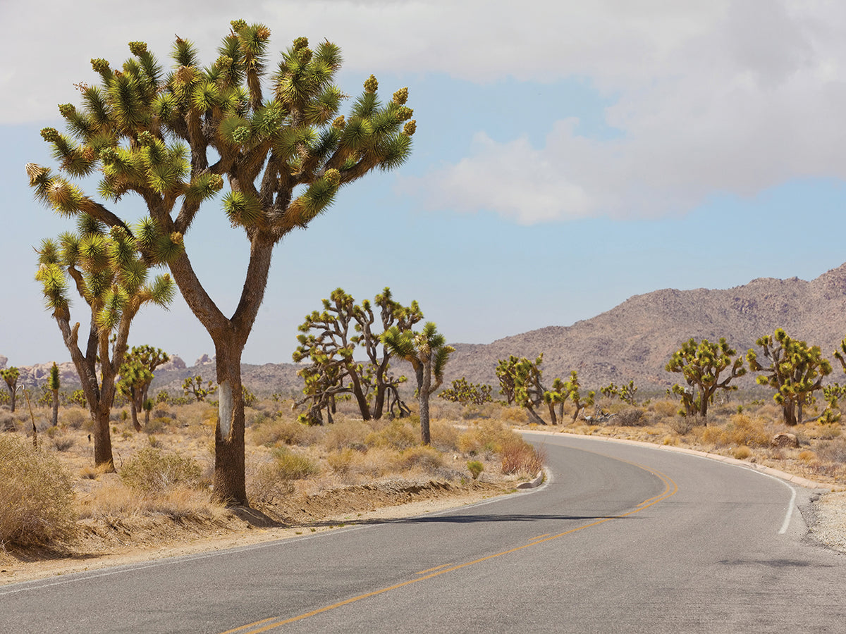 Joshua Tree Desert Road