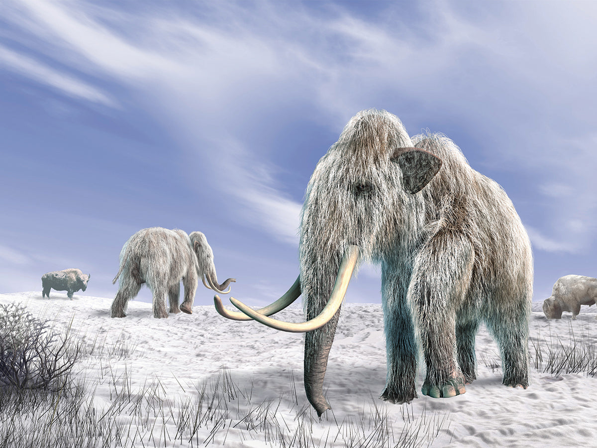 Wooly Mammoth Winter