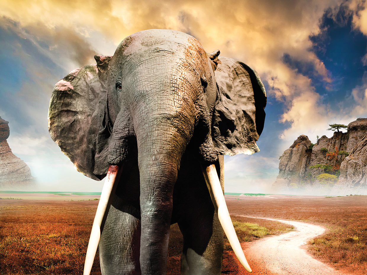 Majestic Elephant Sunset