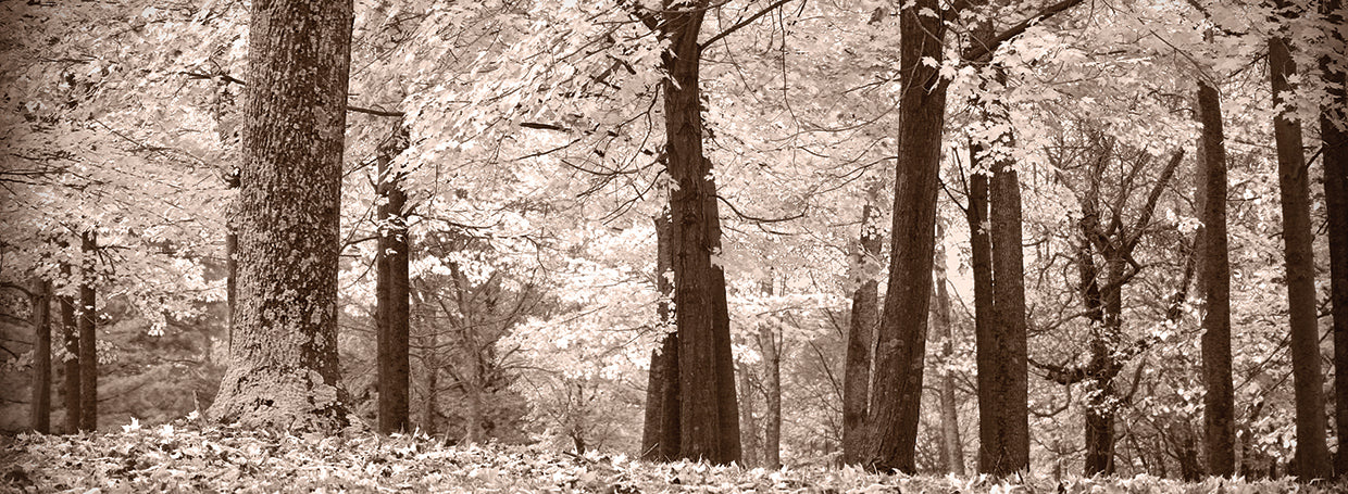 Sepia Serenity Forest
