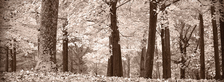 Arte de la lona del bosque de la serenidad de la sepia