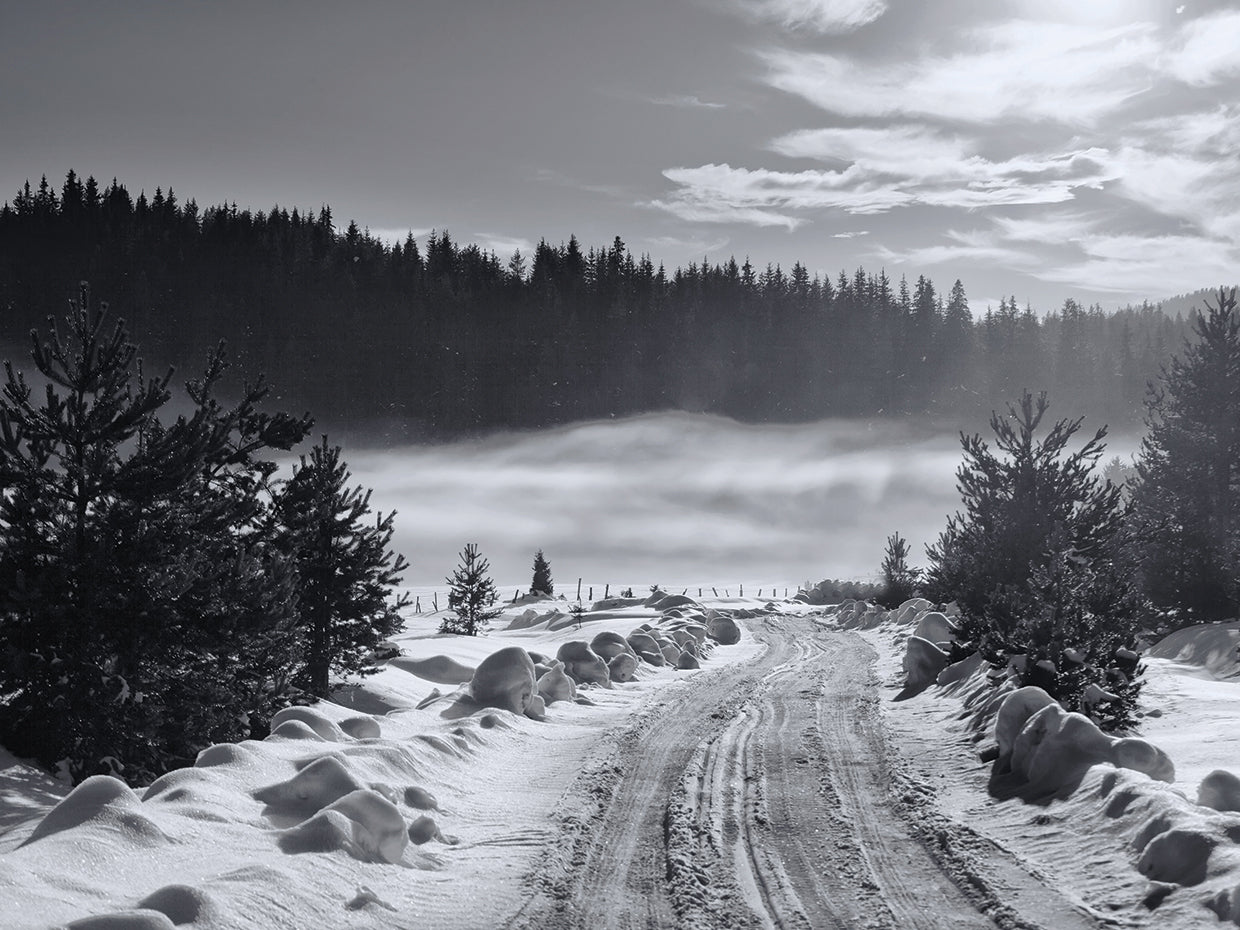 Winter Mist Forest Road