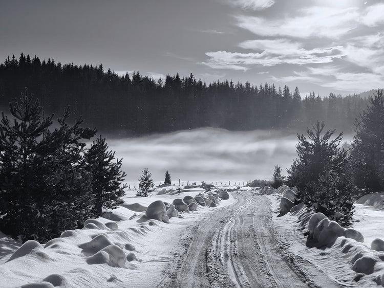 Arte de la lona del camino del bosque de la niebla del invierno