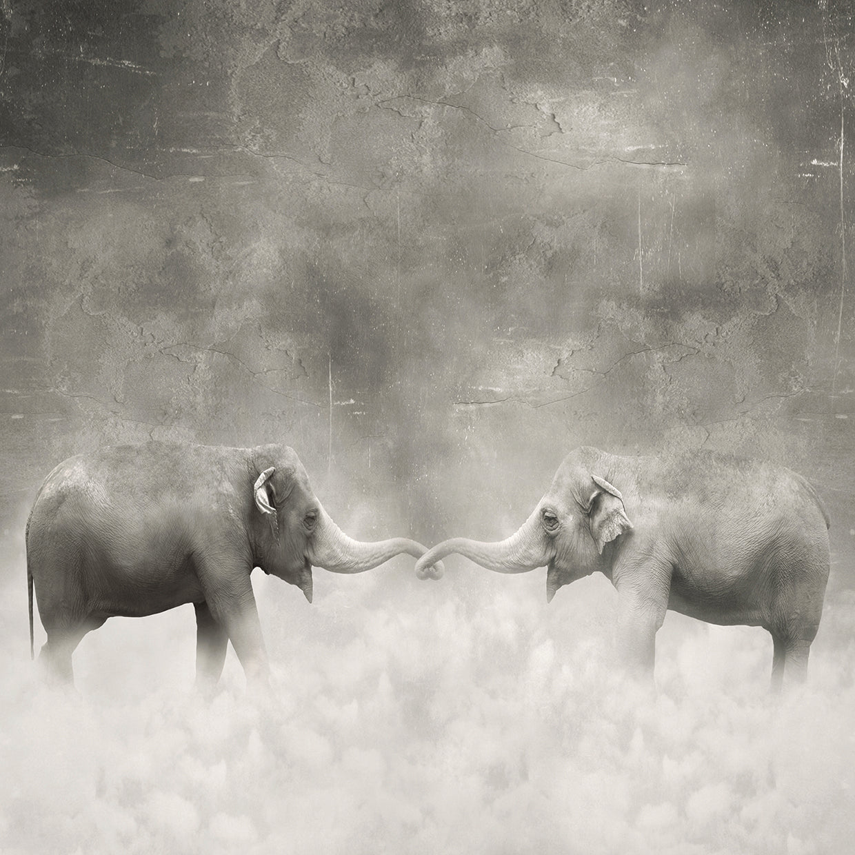 Elephants Trunk to Trunk