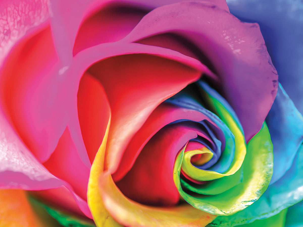 Rainbow Swirl Rose