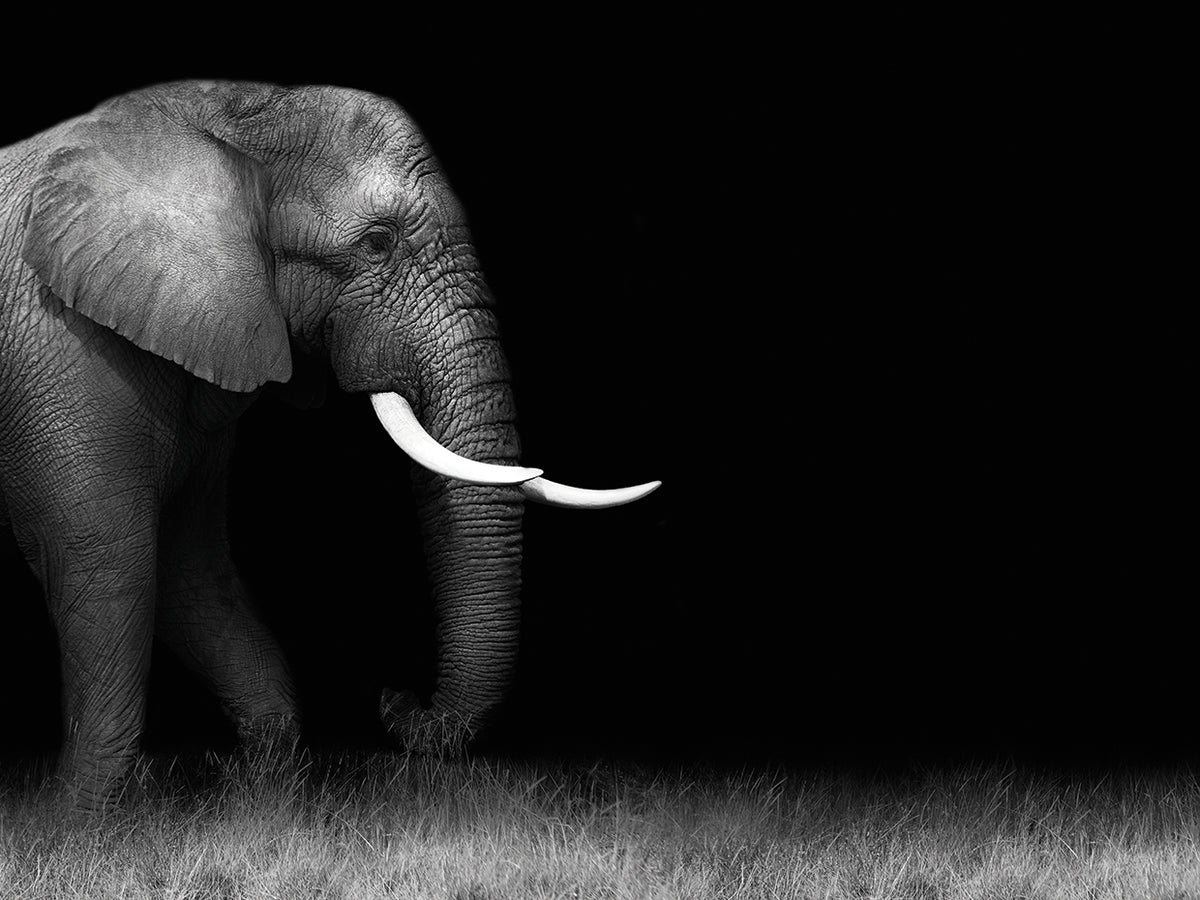 African Nights Elephant