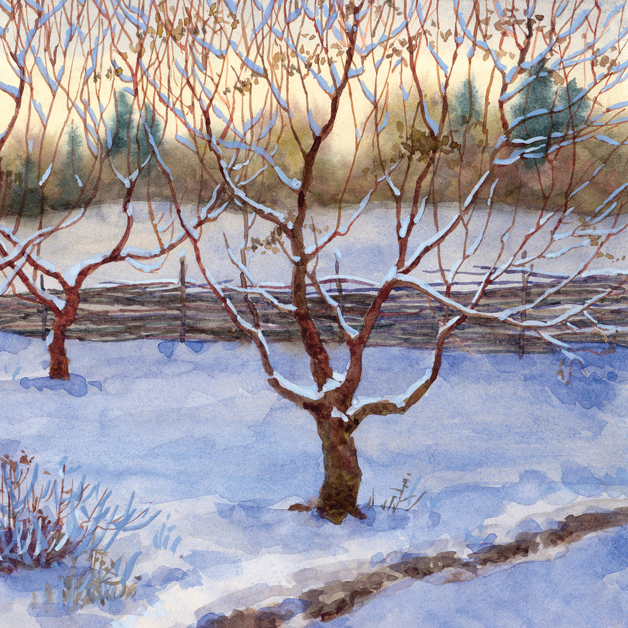 Orchard Morning Branches