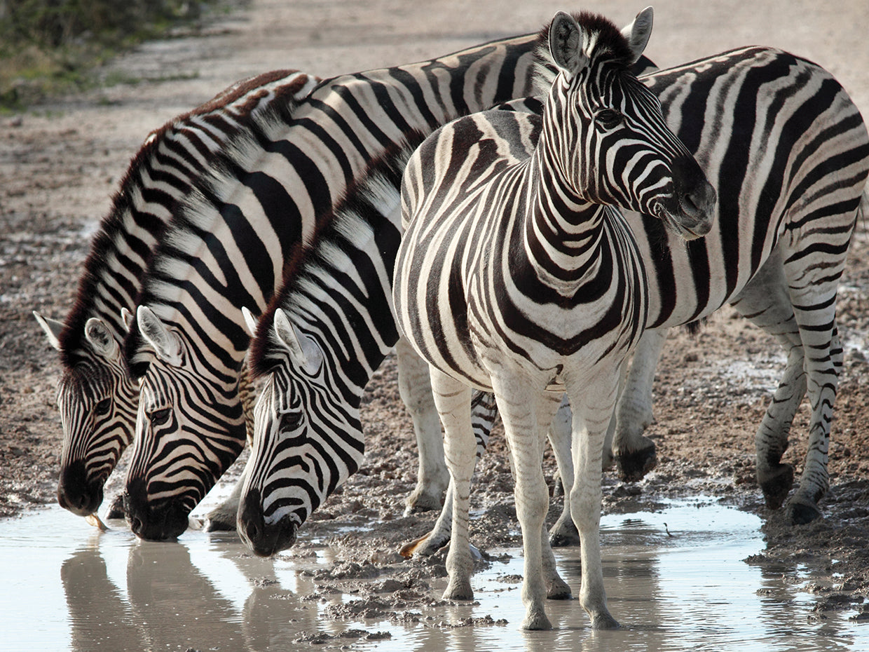 Etosha Park Zebras