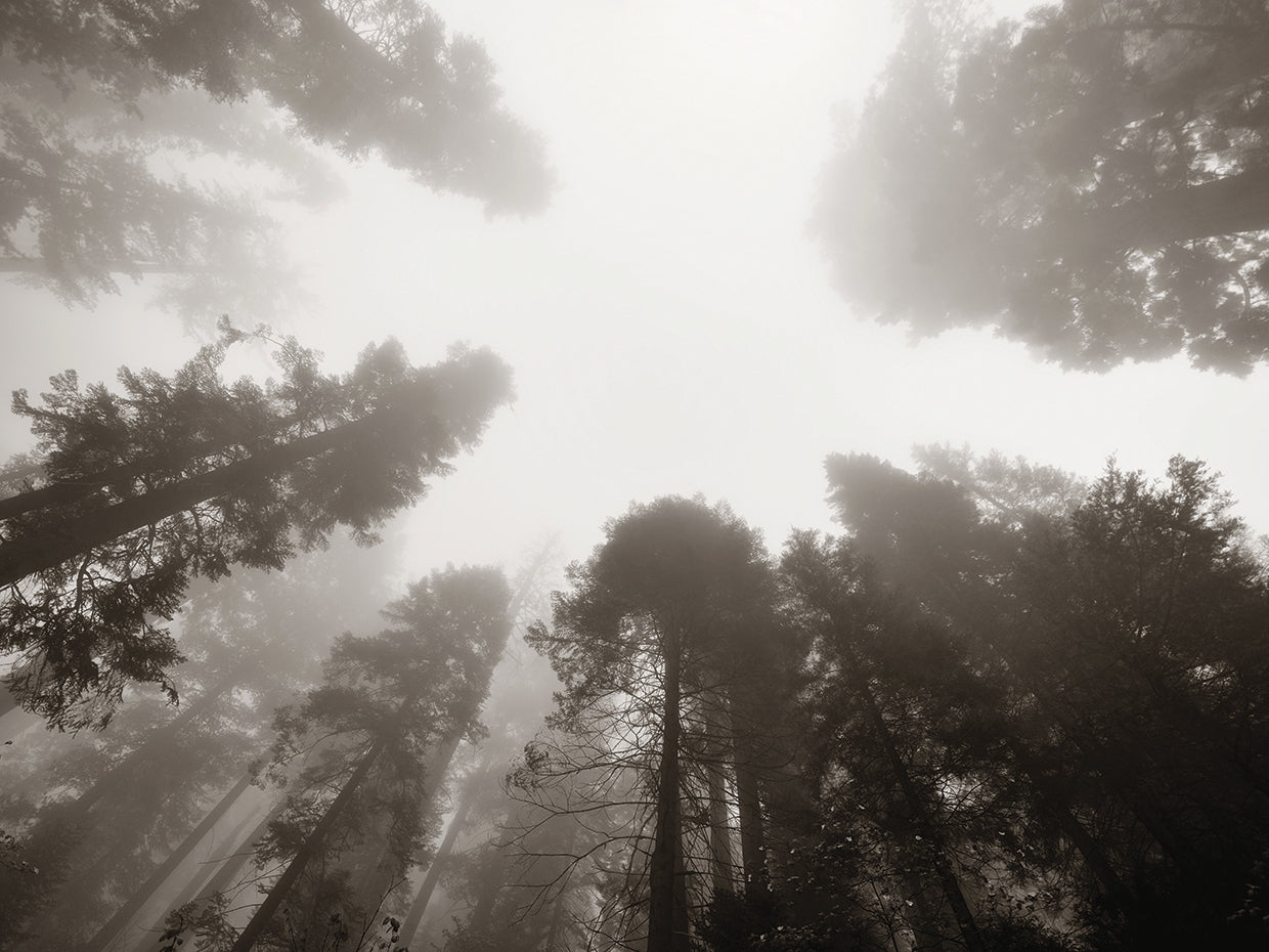Sky High Misty Sequoia Forest