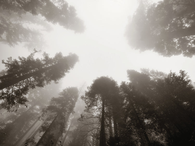 Arte de la lona del bosque de la secoya brumosa de Sky High