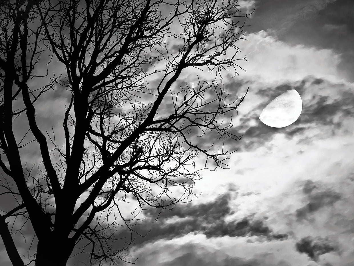 Mystic Moonlight Tree