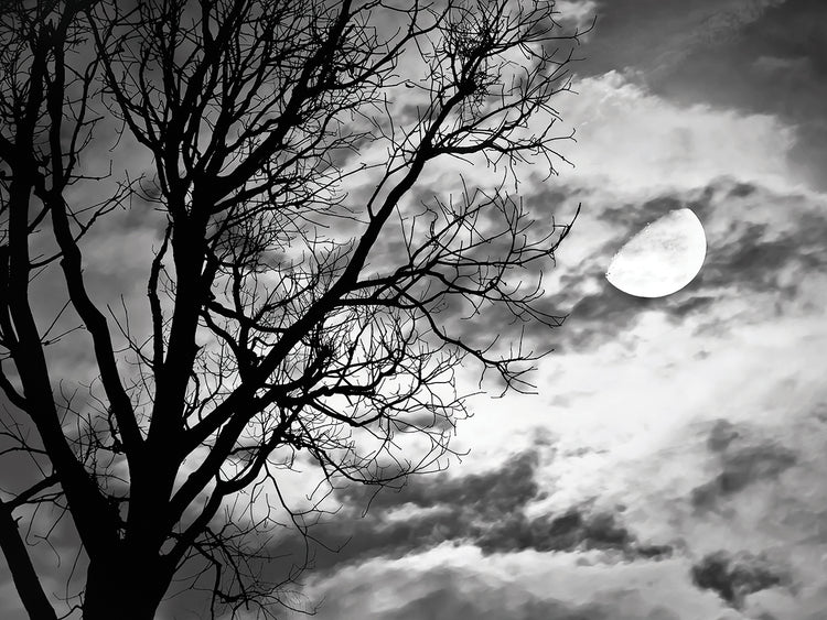 Arte de la lona del árbol místico de la luz de la luna