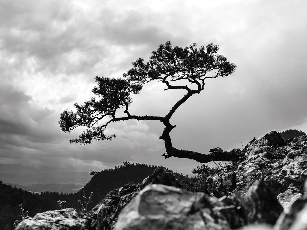 Peaceful Polish Pine Tree