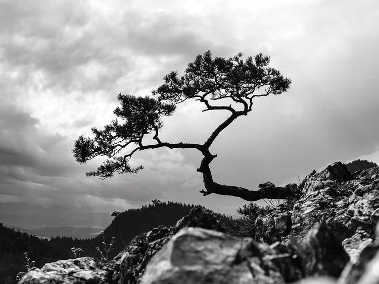 Arte de lienzo de árbol de pino polaco pacífico