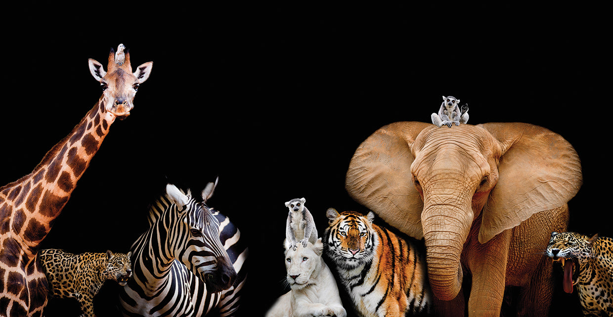 A to Z Wild Animals