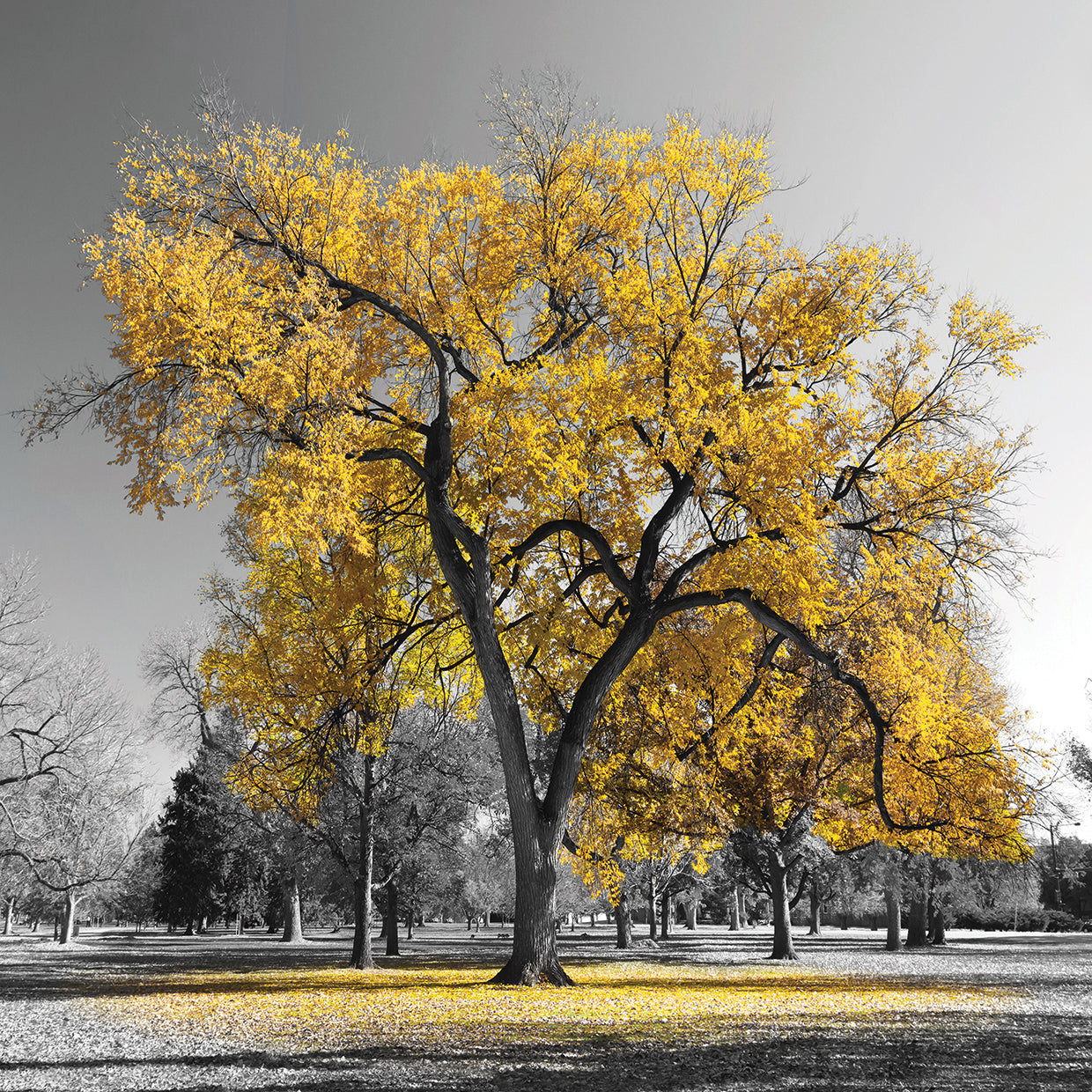 Autumn Diva Park Tree