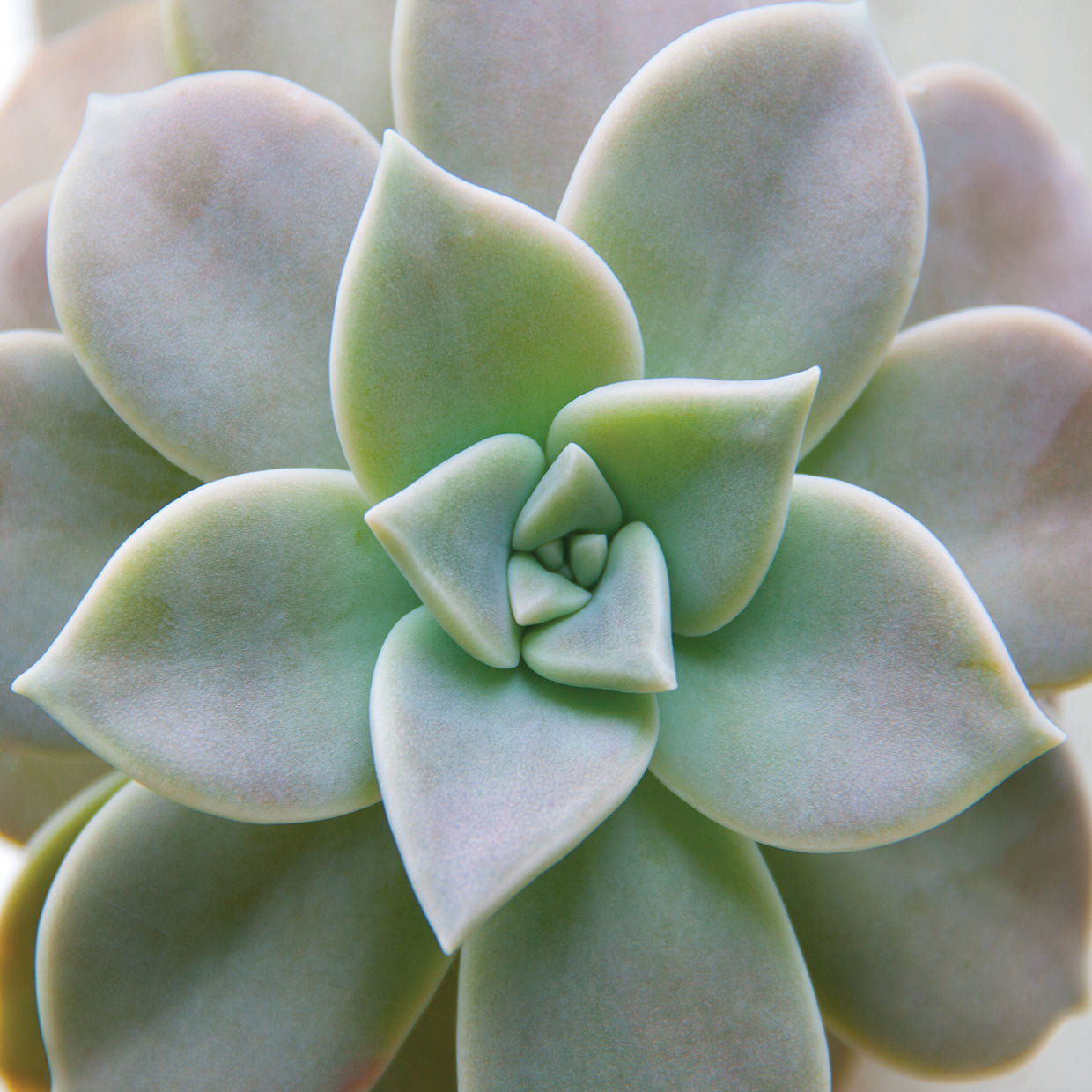 Arte de lienzo suculento de colores de cactus polvorientos