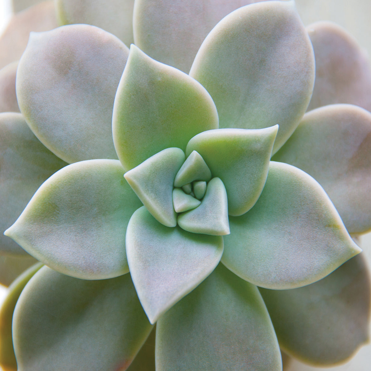 Dusty Cactus Colors Succulent