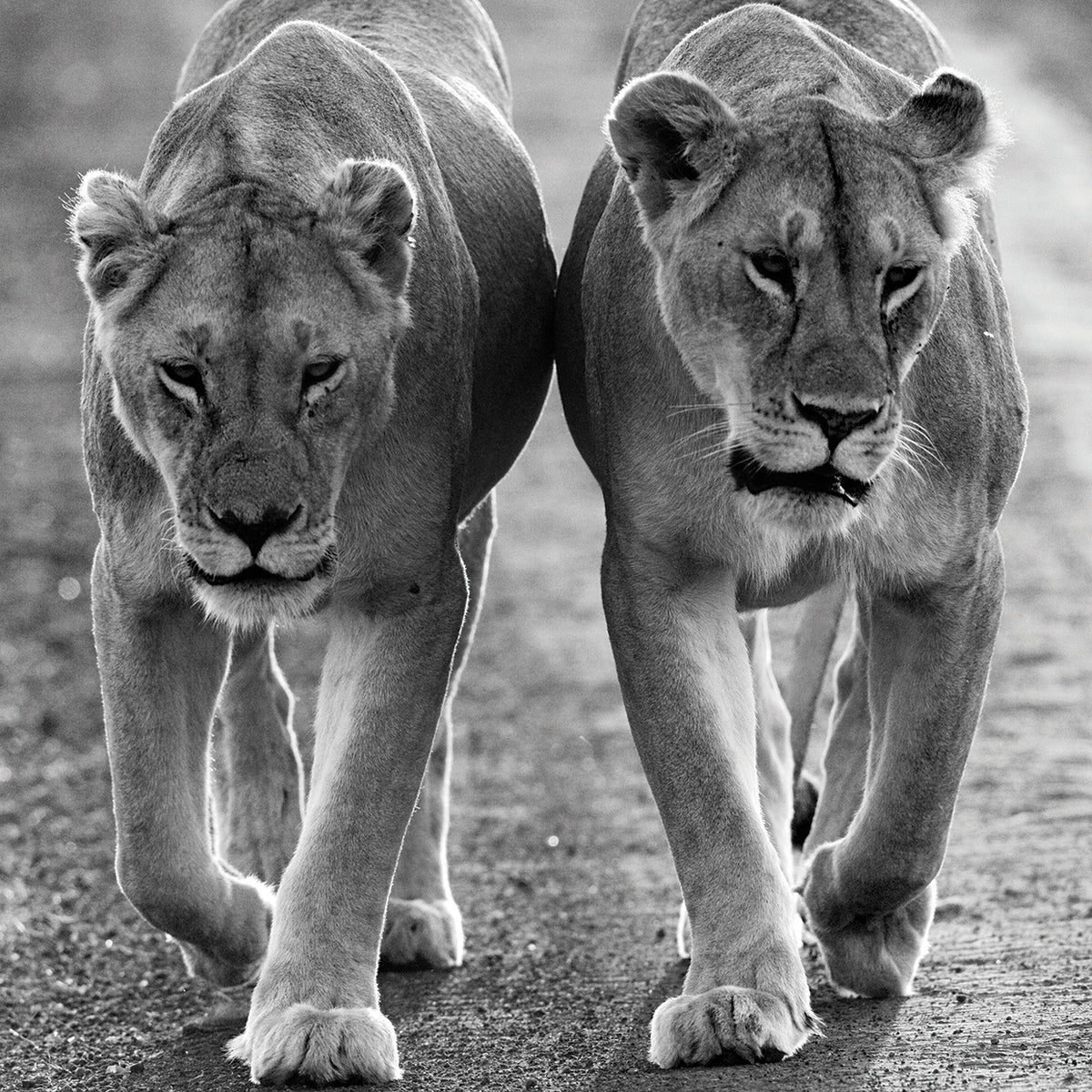 Lovely Lioness Duo