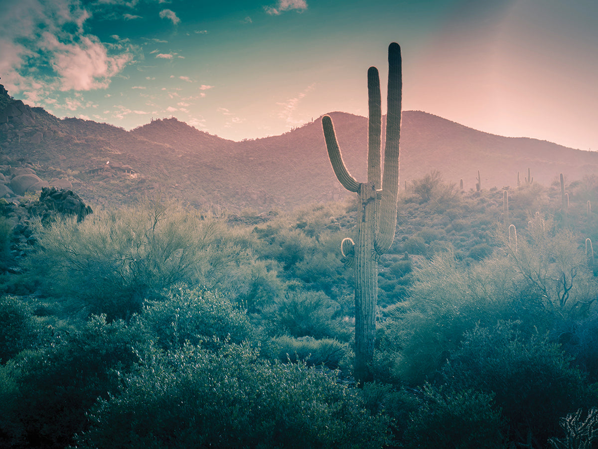 Arizona Spring Colors Desert