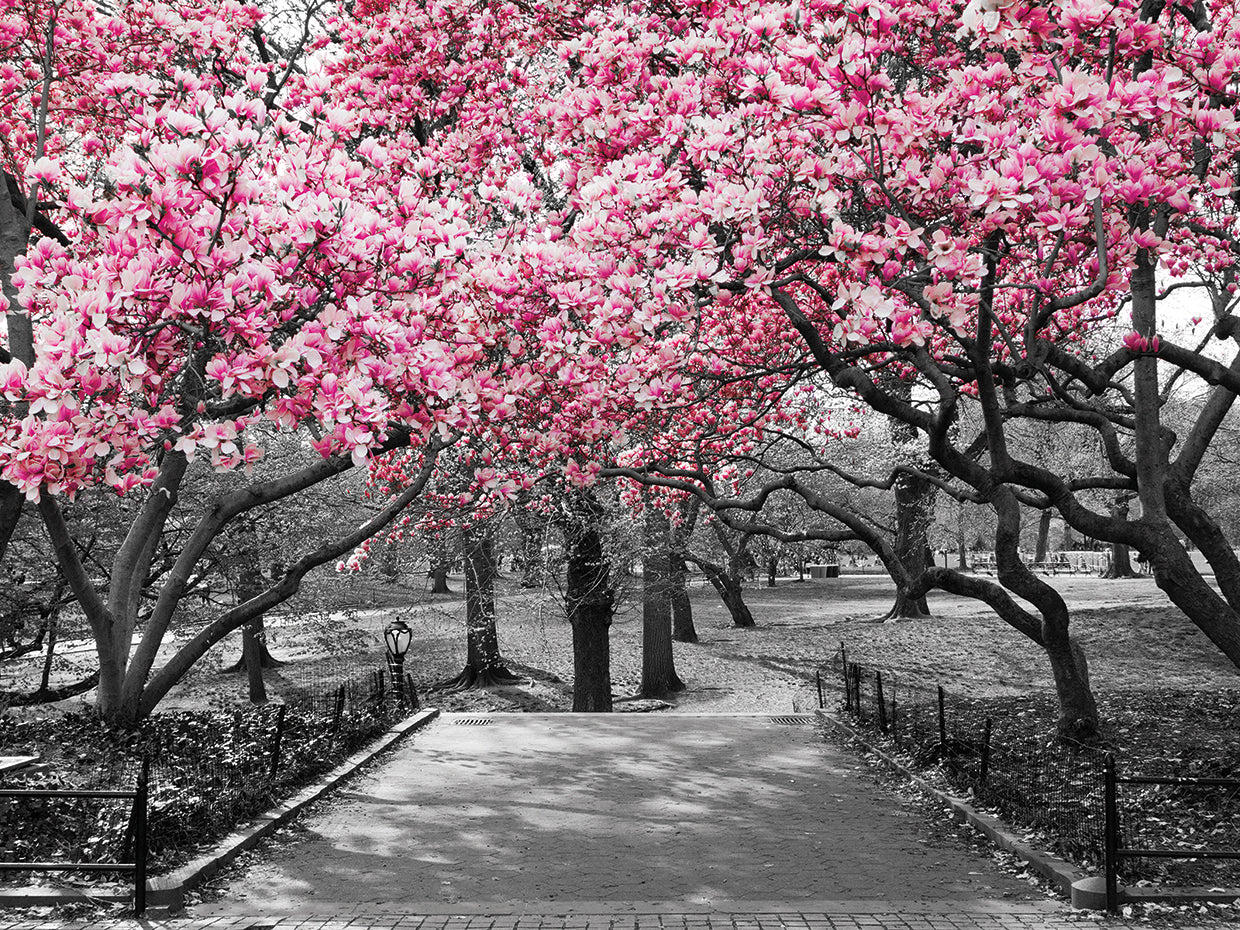 Central Park Spring Blossoms
