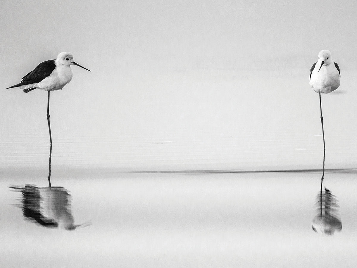 Silver Seabird Serenity