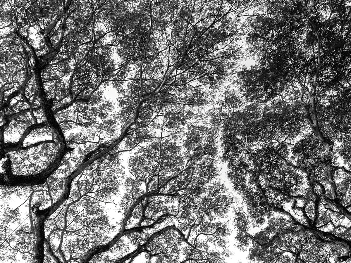 Black Lace Branches