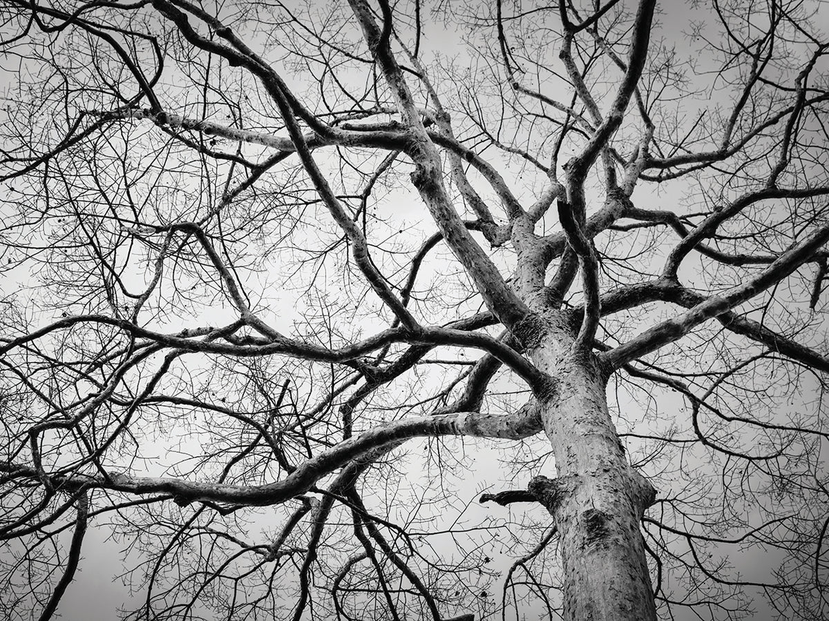 Thailand Winter Tree