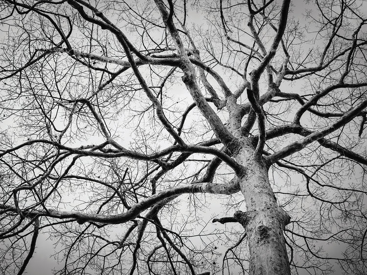 Arte de la lona del árbol del invierno de Tailandia