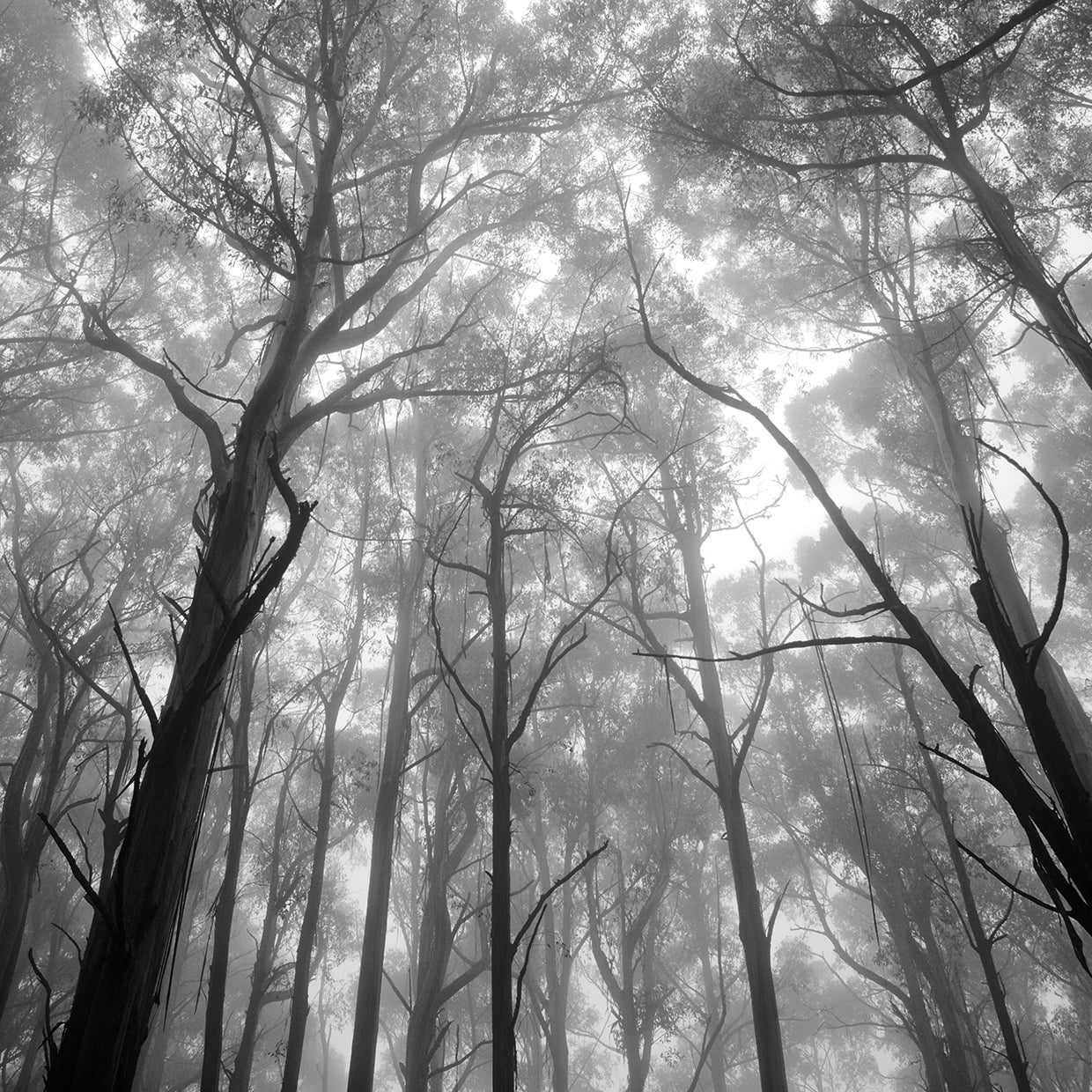 Arte de la lona del bosque del mago místico
