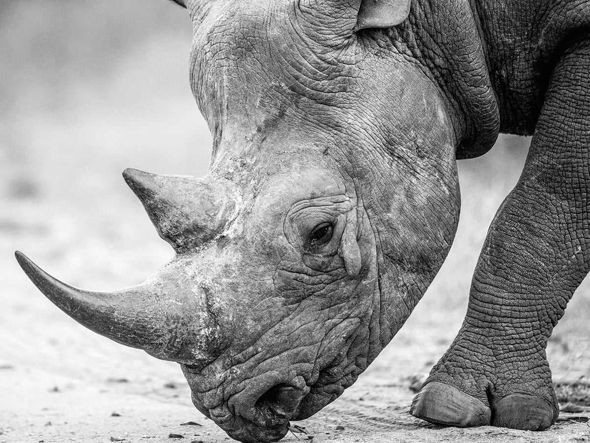 South African Rhino