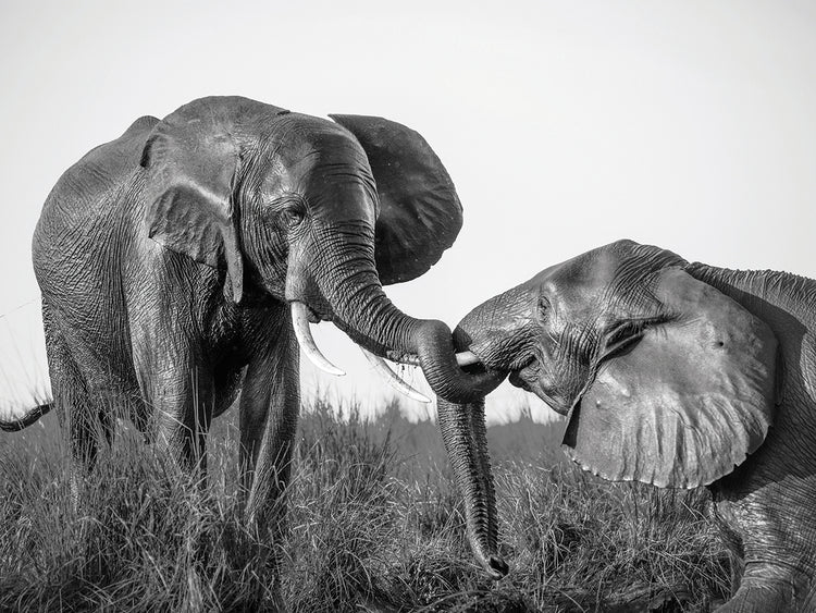Arte de la lona de los juegos del elefante de la orilla