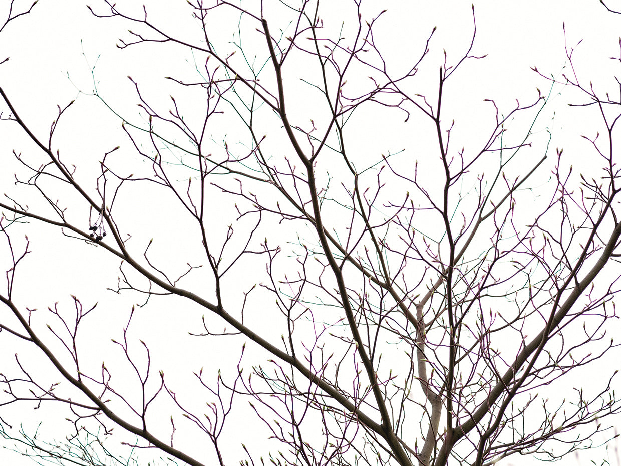 Delicate Lacy Branches