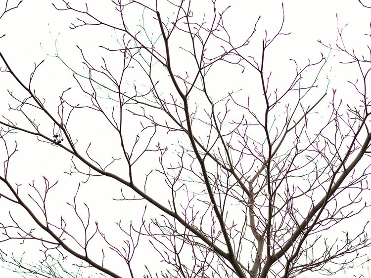 Delicate Lacy Branches