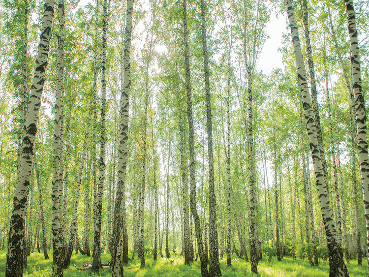 Arte de lienzo de bosque de abedul de espejo verde