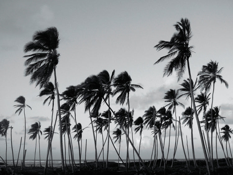 Arte tropical de la lona de las palmeras del melocotón