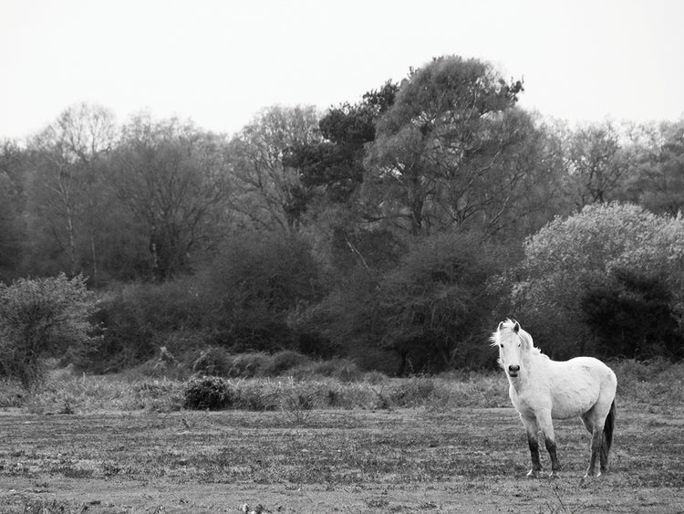 Quiet White Horse Field