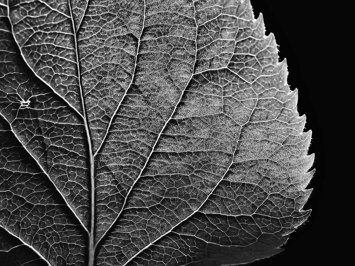 Look Closer Leaf