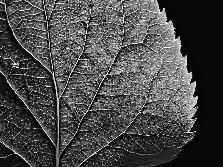 Look Closer Leaf
