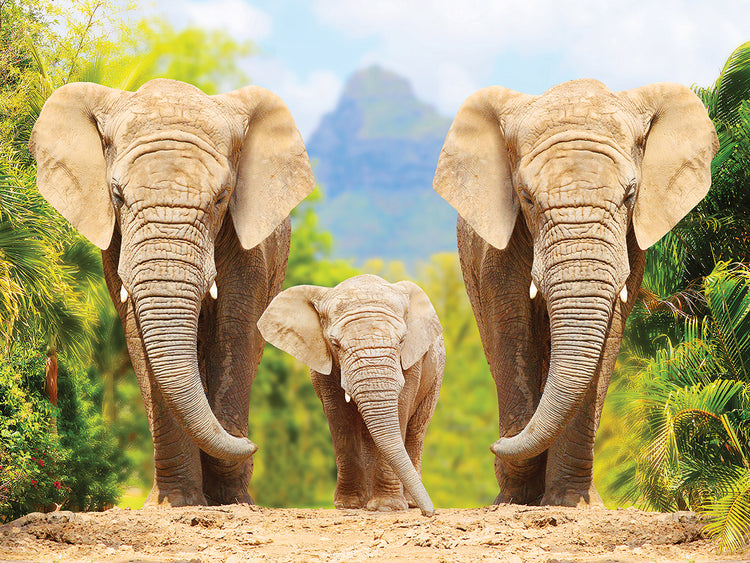 African Elephant Family Time