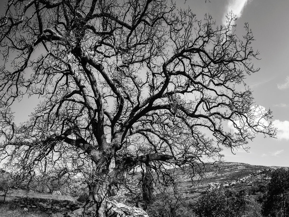 Crete Island Tree Greece