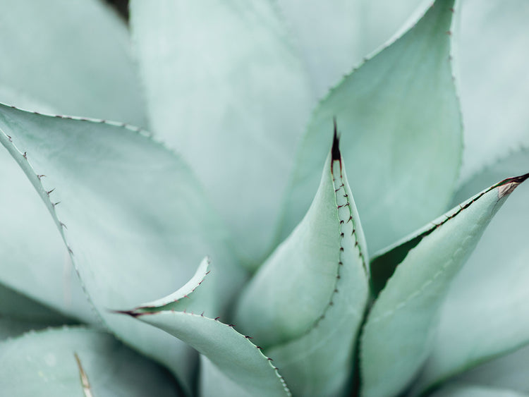Bonito en lienzo de cactus verde azulado