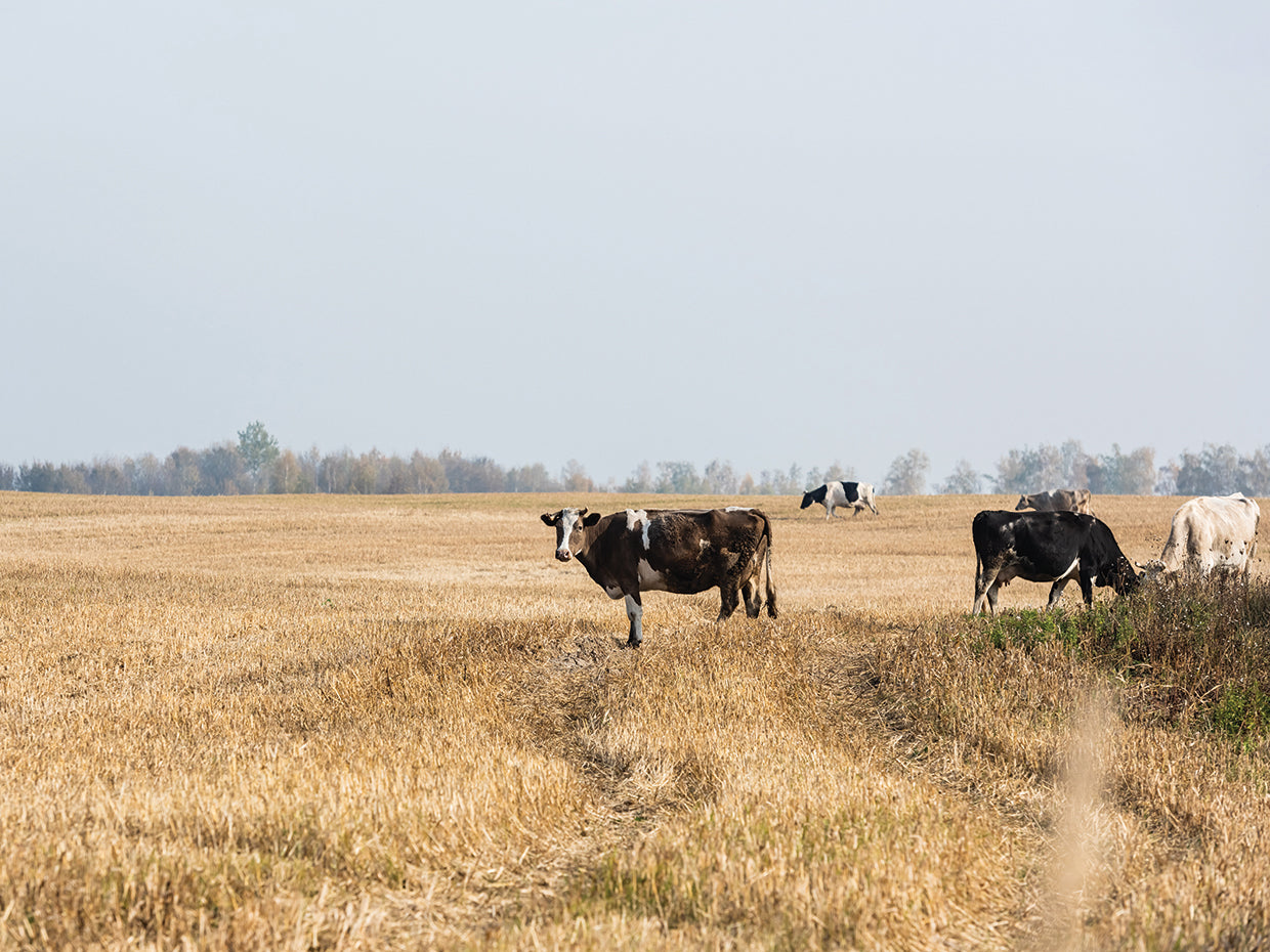 Arte de lienzo de vacas de pasto pacífico