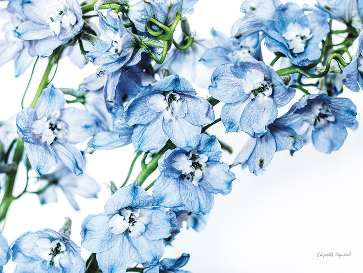Freshly Picked Delphinium II