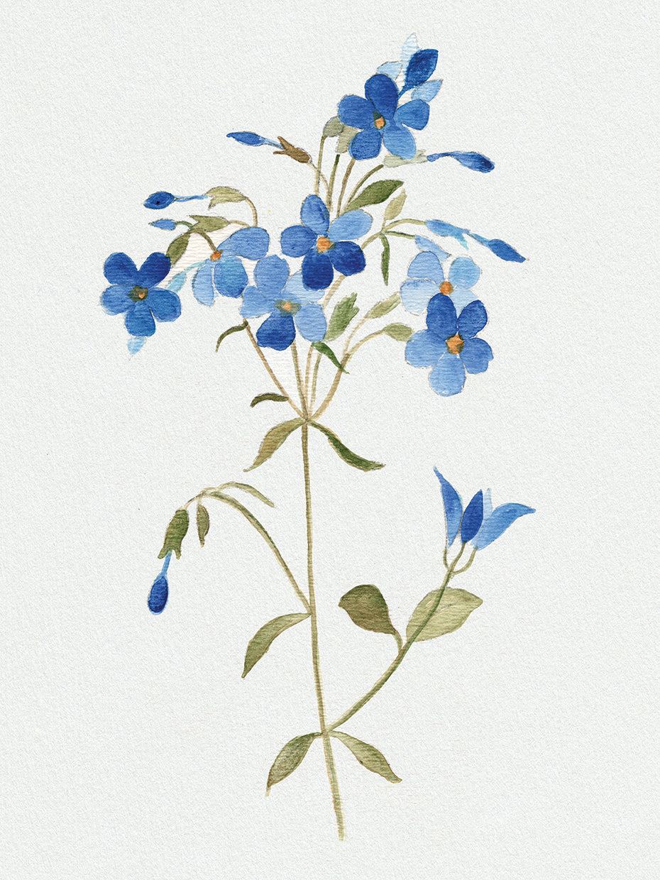 Blue Blossom Botanical II