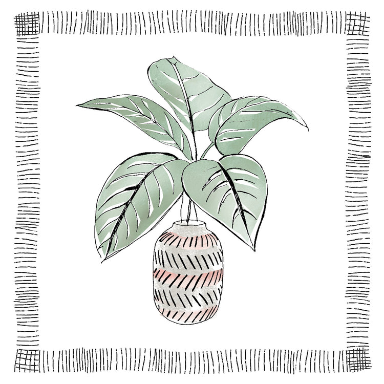 Zebra Plant