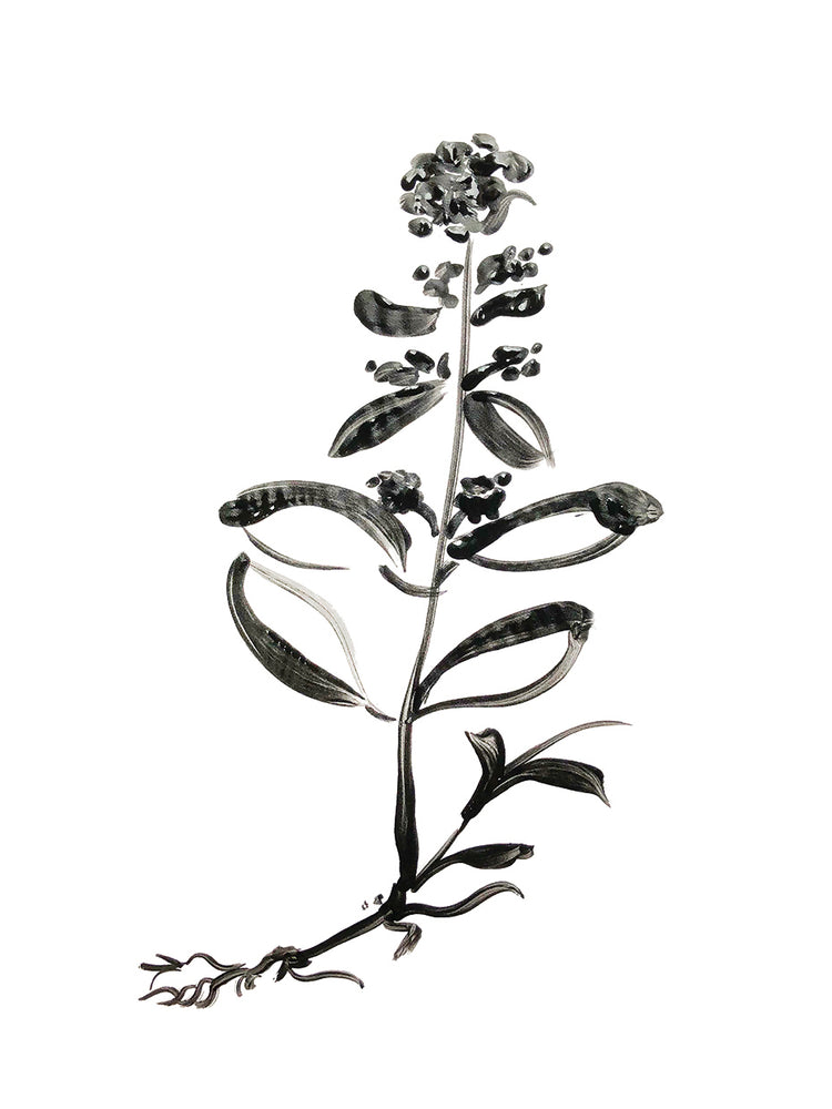 Inky Botanical III