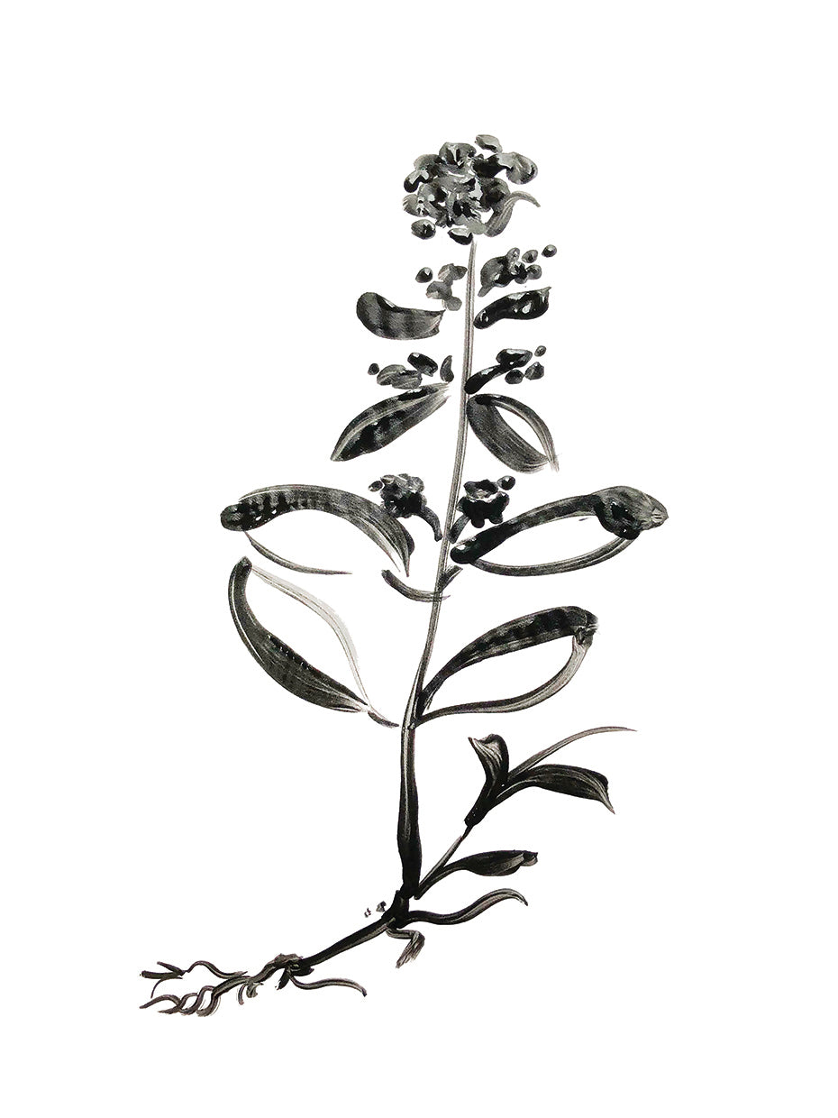 Inky Botanical III