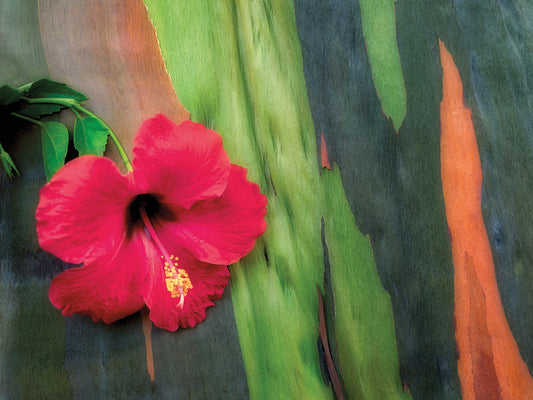 Hibiscus Canvas Print